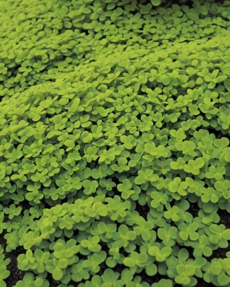 Creeping Ground Covers