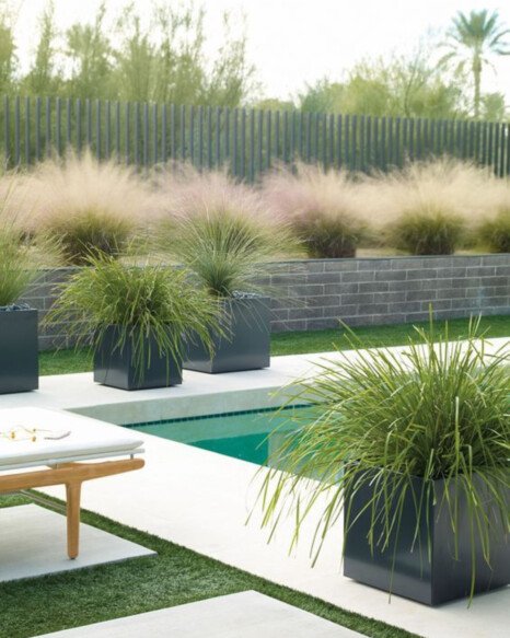 Ornamental Grasses